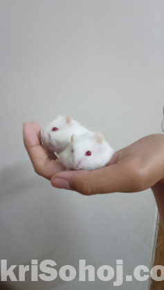 Dwarf Hamsterb(Albino)